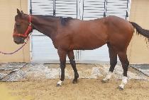 �Ƶ�����Ʈ (ADELE SOFT) ����