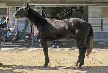 ���̿���ũ ����