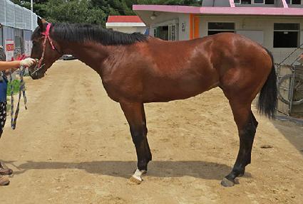 ���̾� ����