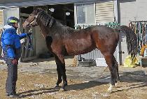 Ʈ���ö��ϸ� (TROTTING RILEY) ����