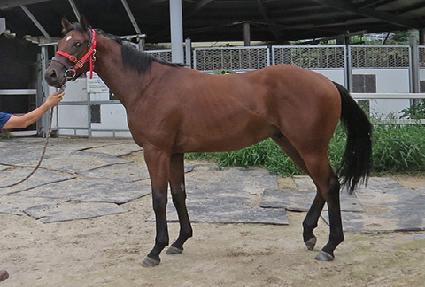 ��Ʈ���ε� ����