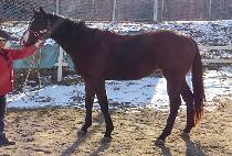 ������� (AGAIN WING) ����