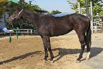 ������ξ (LEGEND BOURSE) ����