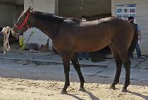 ������Ʈĸƾ (EXCELLENT CAPTAIN) ����