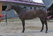 ���ø�Ʈ�Ƴ� (COMPLETE HONOR) ����