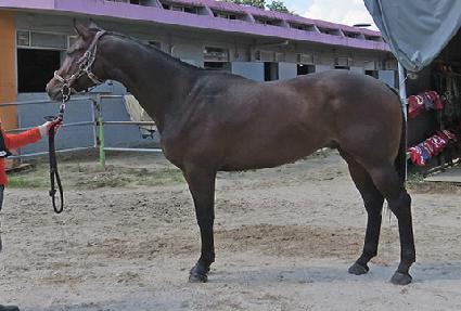 ���ø�Ʈ�Ƴ� ����