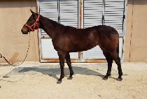 �簡����Ÿ (SAGARMATHA) ����