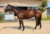 �ݾƽ�Ż�� (GEUMA STARLET) ����