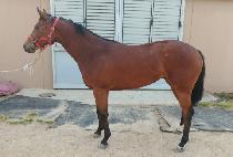 �������� (MASTER QUEEN) ����