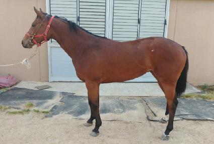 �������� ����