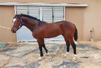 ���ͳ����� (ETERNAL WINNER) ����