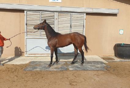 �÷����� ����