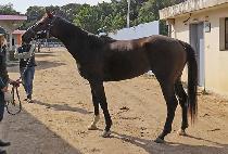 �ҽ����� (FANCY PANTS) ����