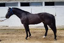 AFLEET TAPIT picture