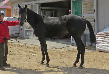 ���Ÿ���ǳ ����