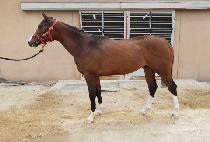 ŷ�񸮾� (KING GOLIATH) ����