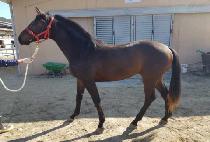 ���̺�Ƴ� (K.B. HONOR) ����