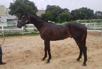 �ź��Ѱ��� (SINBIHAN GANGJA) ����