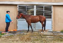 ������� (MYEONGSEONG BRAVO) ����