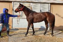 ��ó�罺�� (PICTURE JASPER) ����