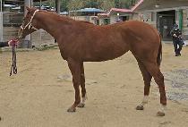 ���������轺 (PRINCESS SOCKS) ����