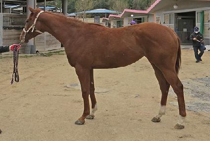 ���������轺 ����