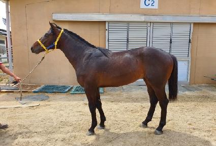 �����ƽ� ����