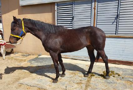 ���������� ����