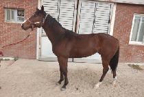 ��θ� (DROMOS) ����