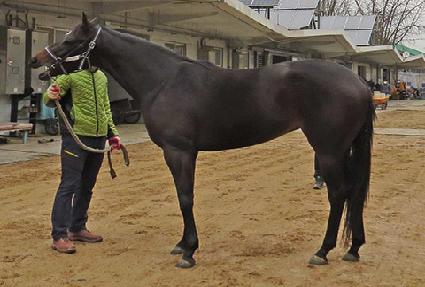 ��罺�ǵ� ����