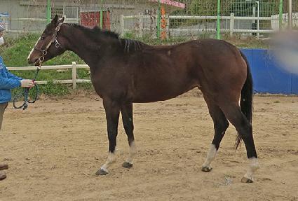 ���ǻ轺 ����