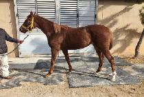 ����Ÿ�� (TWO STYLE) ����