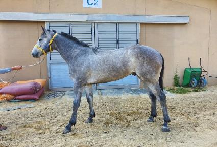 ����Į�� ����