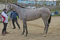 NONSTOP GOLD picture