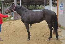 �������� (NANA LAND) ����