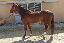 �������̽� (DOCTOR FAITH) ����