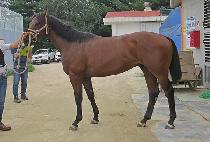 CHEONJIUNHAENG picture