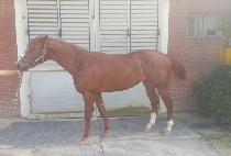 �ÿ����÷��� (ALL A PLUS) ����