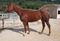 �ݾƸ��̾� (GEUMA MAIA) ����