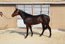 �ݾƻ���ű (GEUMA PSYCHIC) ����