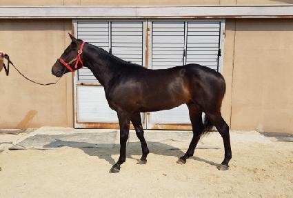 �ݾƻ���ű ����