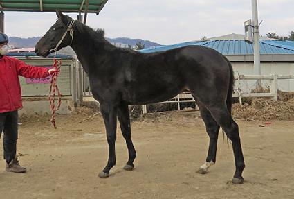 ���걺 ����