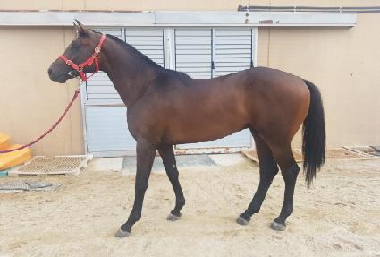 �������� ����