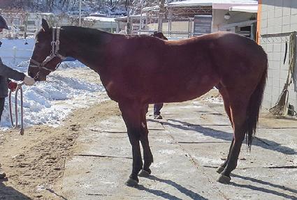 ��罺Ÿ ����