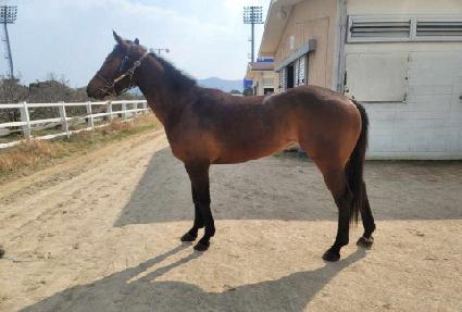 �����ڽ� ����