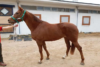 ���ڷ��̵� ����