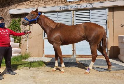 �󸮸� ����