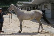 ���� (GO WELL) ����