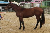 �޵�ġ���丮 (MEDICI STORY) ����