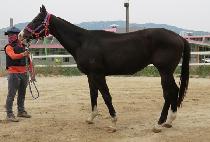 ���Ÿ�̰� (MORNING TIGER) ����